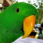 Profile Picture of Douglas L. Graham (@birdkibitzer) on Instagram