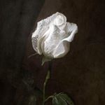 Profile Picture of Jonathan.naranjo (@jonathan.naranjo_) on Instagram