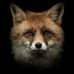 Profile Picture of Joshua Fuchs (@joshua.fuchs.1806) on Facebook