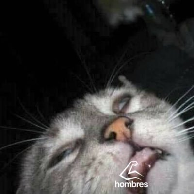 Profile Picture of Julio Nieto (@julionieto864) on Twitter