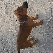 Profile Picture of VeGeTa_RnG Karadzic (@vegeta_rngkaradzic4242) on Youtube