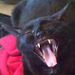 Profile Picture of Philip Reesman (@philipreesman) on Pinterest
