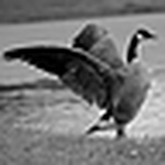 Profile Picture of Justin Sneed (@ibanez17) on Flickr