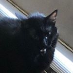 Profile Picture of Paige Ortiz (@lemonpaige) on Instagram