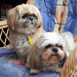 Nanette Wallace - Instagram Profile Picture of Nanette Wallace (@nanettewallace52) on Instagram