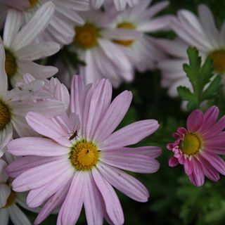 Profile Picture of Geri McLaughlin (@geri.mclaughlin.397) on Facebook