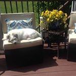 Profile Picture of Dawn Schauer (@1113schauer) on Instagram