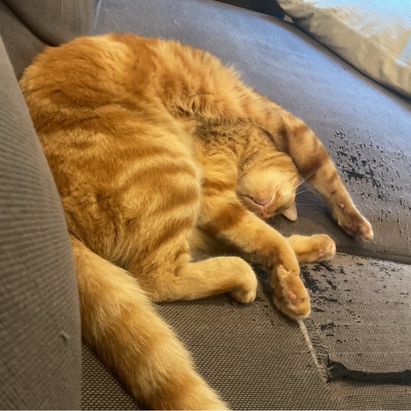 Profile Picture of Caroline Define (@cdefine) on Poshmark