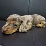 Profile Picture of NICK BENJAMIN VON GHIDEA (@benjithedachshund_) on Instagram