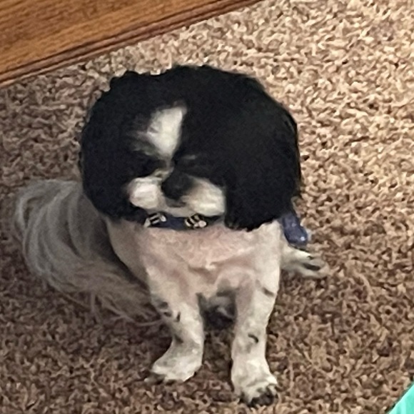 Profile Picture of Amanda Spiker (@mcemspiker) on Poshmark