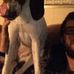 Profile Picture of Copper Dixie (@copper.dixie.71) on Facebook