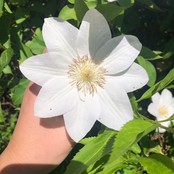 Profile Picture of Alaina Chaszar (@achaszar) on Poshmark