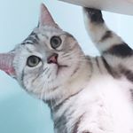 Profile Picture of 捲捲與麥麥 (@rollrollxx) on Instagram