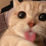 Profile Picture of ℕ𝕘𝕦𝕪𝕖𝕟 𝕋𝕖 (@_nguyenn1608_) on Instagram