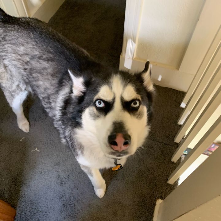 Profile Picture of Adam Welsh (@@dadam5) on Tiktok