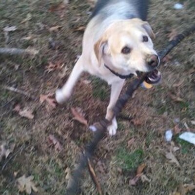Profile Picture of Russ Kress (@Rojofox2) on Twitter