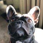 Profile Picture of Marla Page (@miss_marla_frenchie_mom) on Instagram