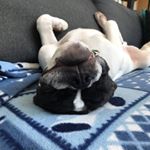 Profile Picture of Jake Harris (@whitbyharris) on Instagram