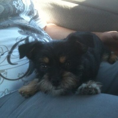 Profile Picture of Angel Fitzpatrick (@@minibellatwin) on Twitter