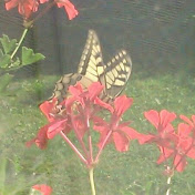 Profile Picture of Daniel STASIAK (@danielstasiak2270) on Youtube