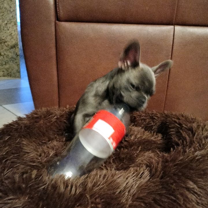 Thomas Integlia - Tiktok Profile Picture of Thomas Integlia (@thomas.integlia) on Tiktok