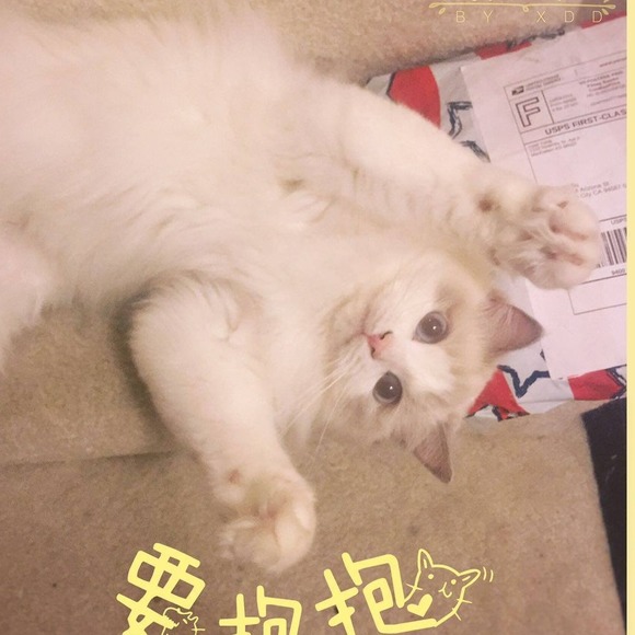 Profile Picture of Junyuan Ding (@supman0627) on Poshmark