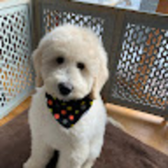 Profile Picture of Cathy Colclasure (@catinkc3) on Poshmark