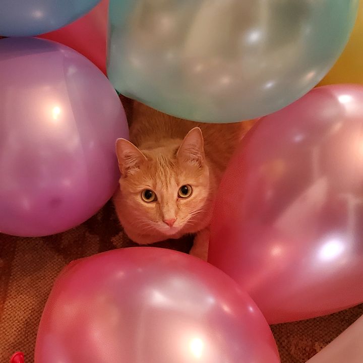 Profile Picture of Adelaide (@adelaidehaley) on Tiktok