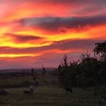 Profile Picture of Grant Buster Peall (@grantpeall) on Instagram