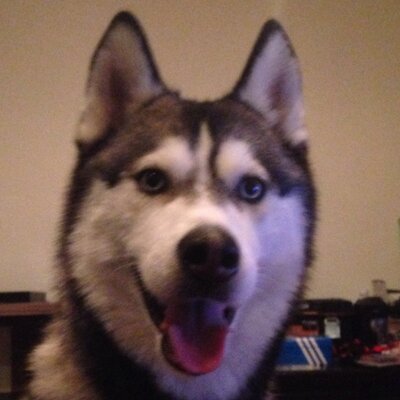 Profile Picture of David Kalish (@djnyc81) on Twitter