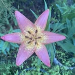 Profile Picture of Amanda Neely (@amanda.neely.617198) on Facebook