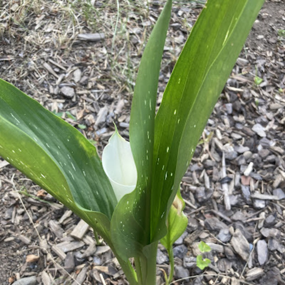 Paul Mccartney - Poshmark Profile Picture of Paul Mccartney (@paulmccartne309) on Poshmark