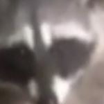 Profile Picture of Jamar Allen (@hillrebel65) on Instagram