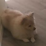 Profile Picture of Joseph Oh (@joee_ohhh) on Instagram