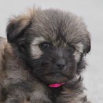 Profile Picture of Lucy Olson (@longlegglucy) on Instagram