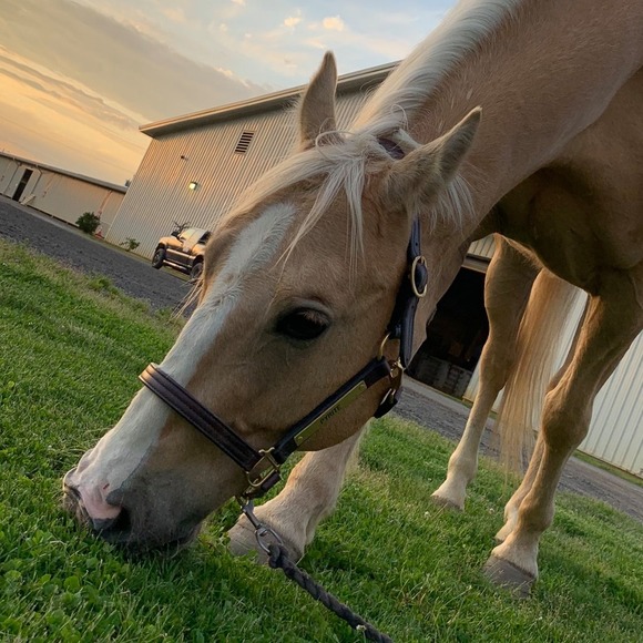 Profile Picture of Sebastian Flamini (@tuchman4) on Poshmark