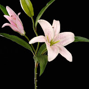 Profile Picture of Valérie MANSUY (@valeriemansuy5345) on Youtube