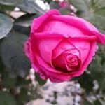 Profile Picture of Amal Moussa (@amal_kaddoura) on Instagram