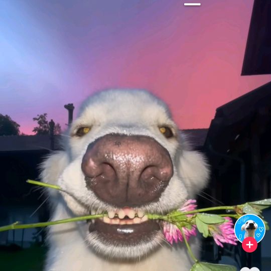 Profile Picture of James Solas (@james.solas) on Tiktok