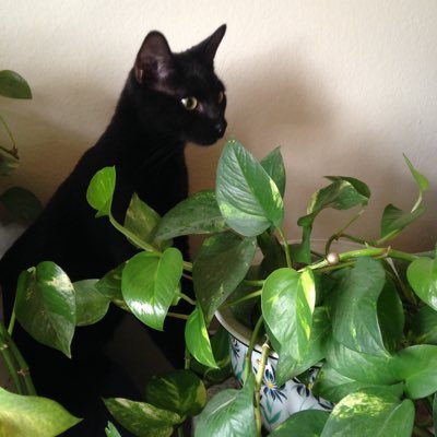 Profile Picture of Jan Panknin (@MsPanknin) on Twitter