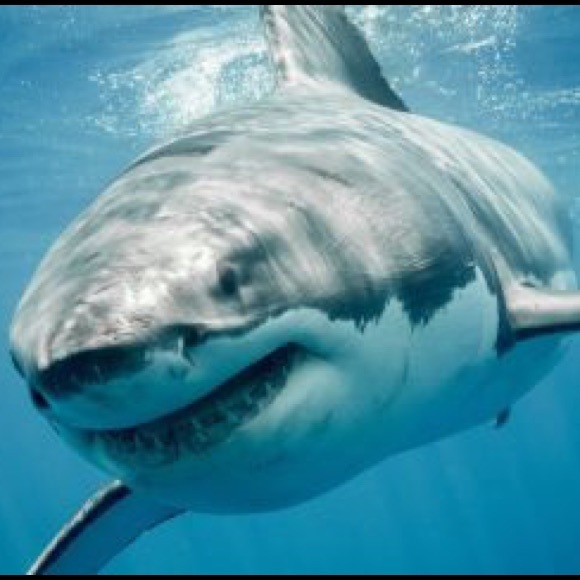 Profile Picture of Damian Sansonetti (@culinaria77) on Poshmark