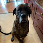 Profile Picture of Ryan Scheumack (@bigmac_scheumack_) on Instagram