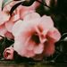 Profile Picture of Alaa Ahmed (@atalaat986) on Pinterest