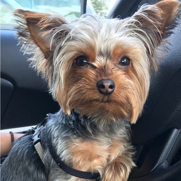 Profile Picture of Ashley Ferraiuolo (@atlassells) on Poshmark