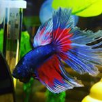Profile Picture of Robert Grout (@iloveotters2) on Instagram