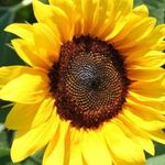 Profile Picture of Robin Lacroix Murphy (@robin.murph) on Instagram