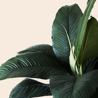 Profile Picture of Olivia Ness (@olivia-ness-5) on Quora