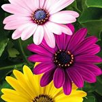 Profile Picture of Lucia Di Gilio (@lucia.digilio.54) on Instagram