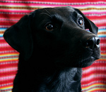 Profile Picture of Darian Witon (@darian witon) on Flickr