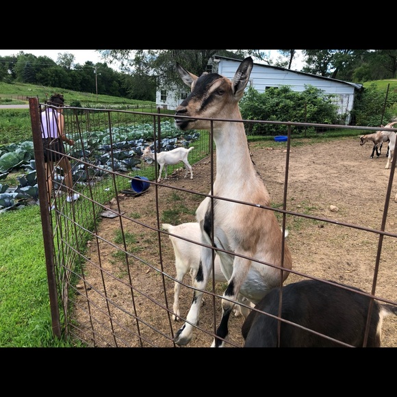 Profile Picture of Dessislava Nedkova (@desita_75) on Poshmark